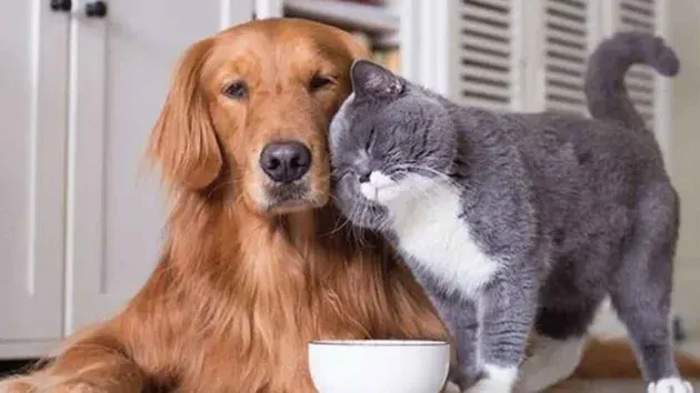 Perros y gatos: cómo detectar las primeras señales de envejecimiento en las mascotas