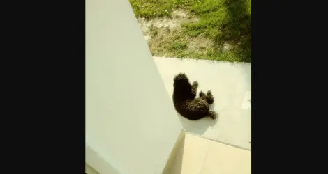 Buscan a esta perrita