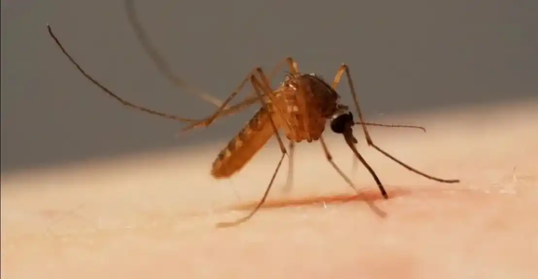 Advierten sobre nuevo virus transmitido por mosquitos