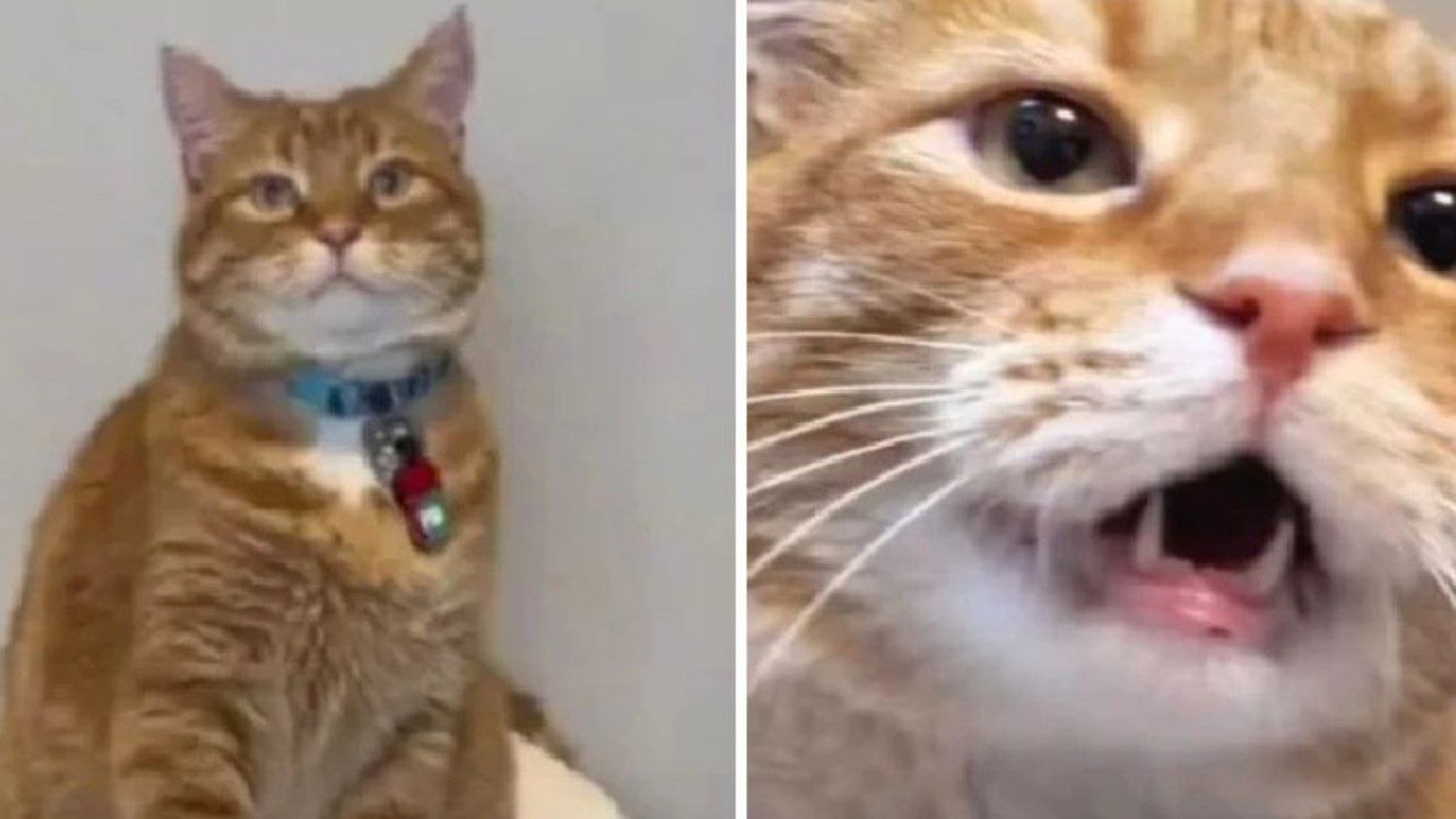 EL GATO TIKTOKER: Casi que habla y por esto se hizo famoso (Video)