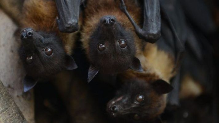 SON PARLANCHINES: las crías de murciélagos BALBUCEAN COMO BEBÉS