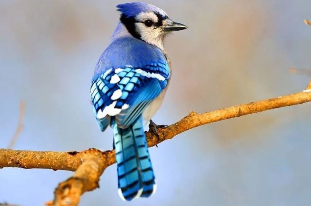 Extraña enfermedad está matando a los pájaros cantores de EE.UU.