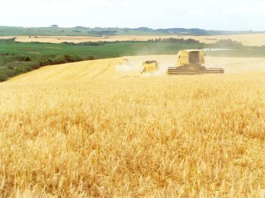 El trigo tocó un precio mínimo que no tenía desde 2019 y preocupa su impacto en la oferta de dólares durante el verano