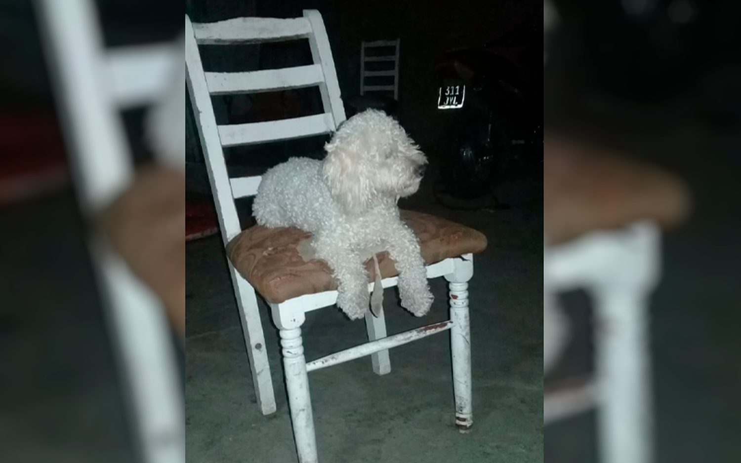 Busca al repartidor que atropelló a su mascota: “Siguió de largo y mi perro murió”