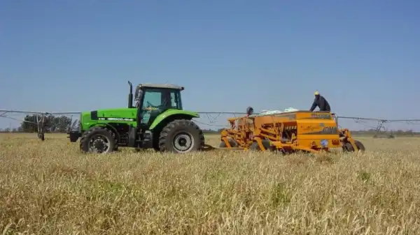 Gualeguaychú tiene la mayor área sembrada de maíz y la mayor producción 