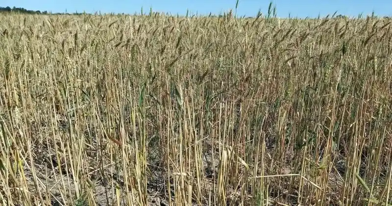 Pocas chances de que se encadene una nueva Niña.