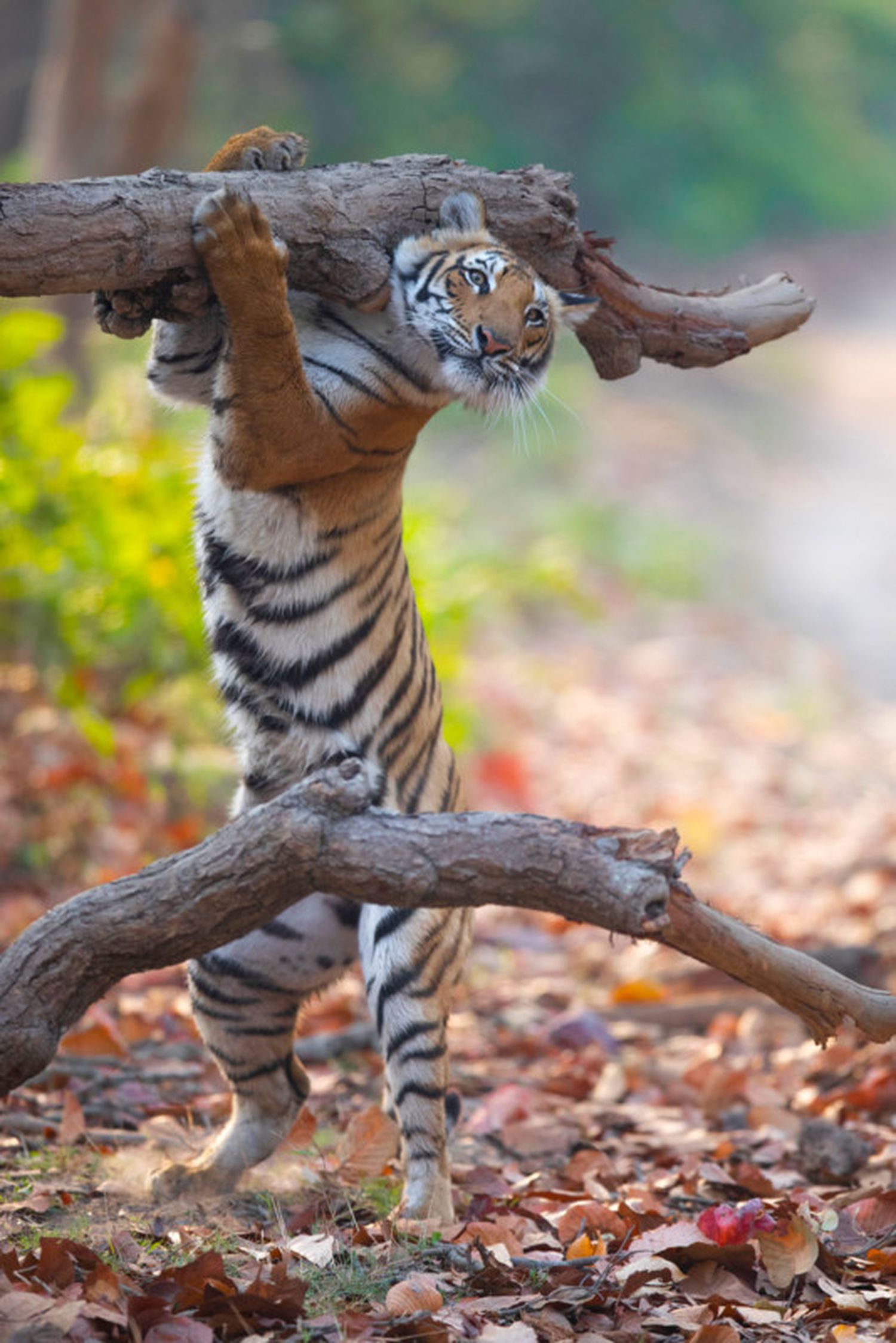 Animales varios