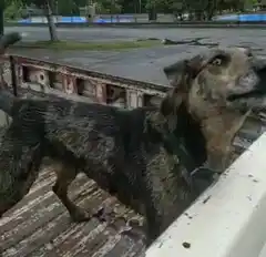 Skay, ese perro al que todos conocen en Tandil