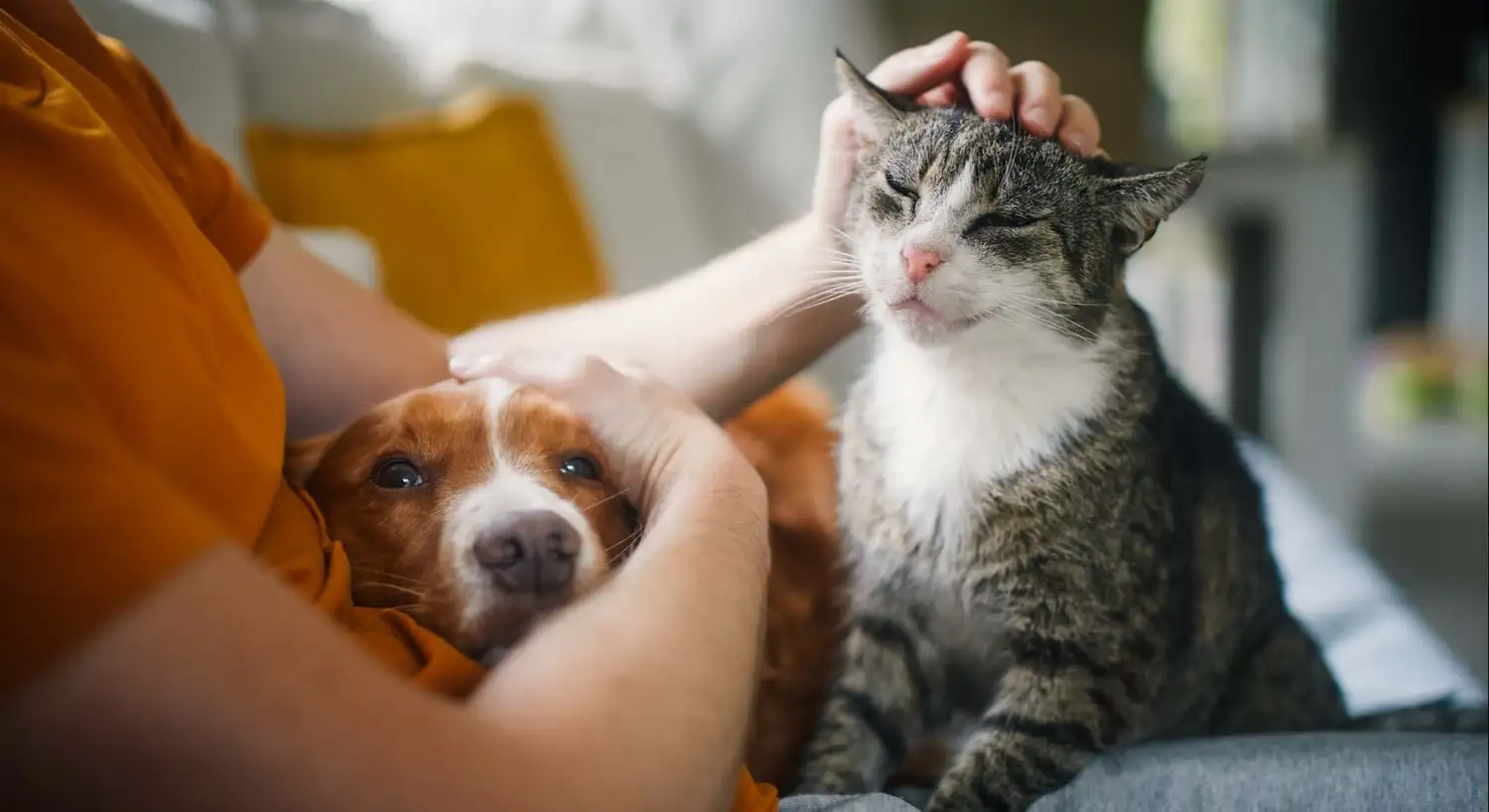 adopción mascotas