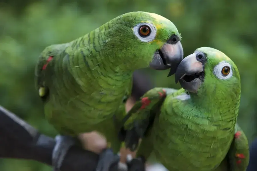 "Gripe del loro": qué es y cómo prevenirla