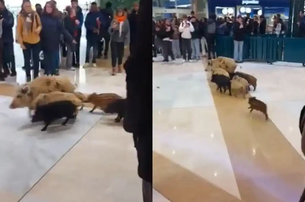 Es la primera vez que ingresan a un establecimiento cerrado.