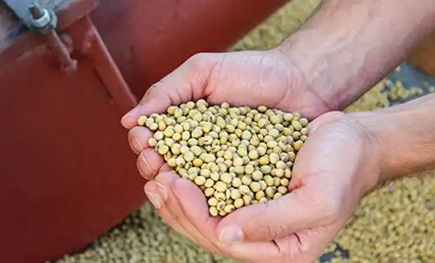 Precio de la soja en el cierre de la semana