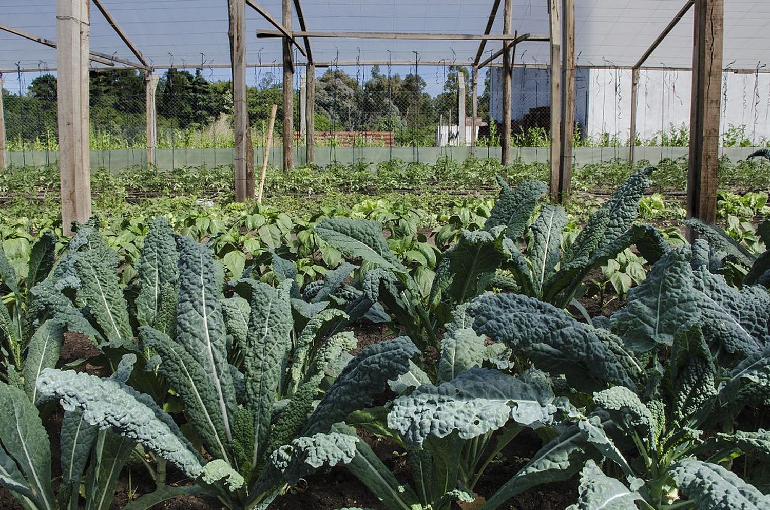 Nueva venta al público de  verdura agroecológica de  Frutos de Nuestra Tierra