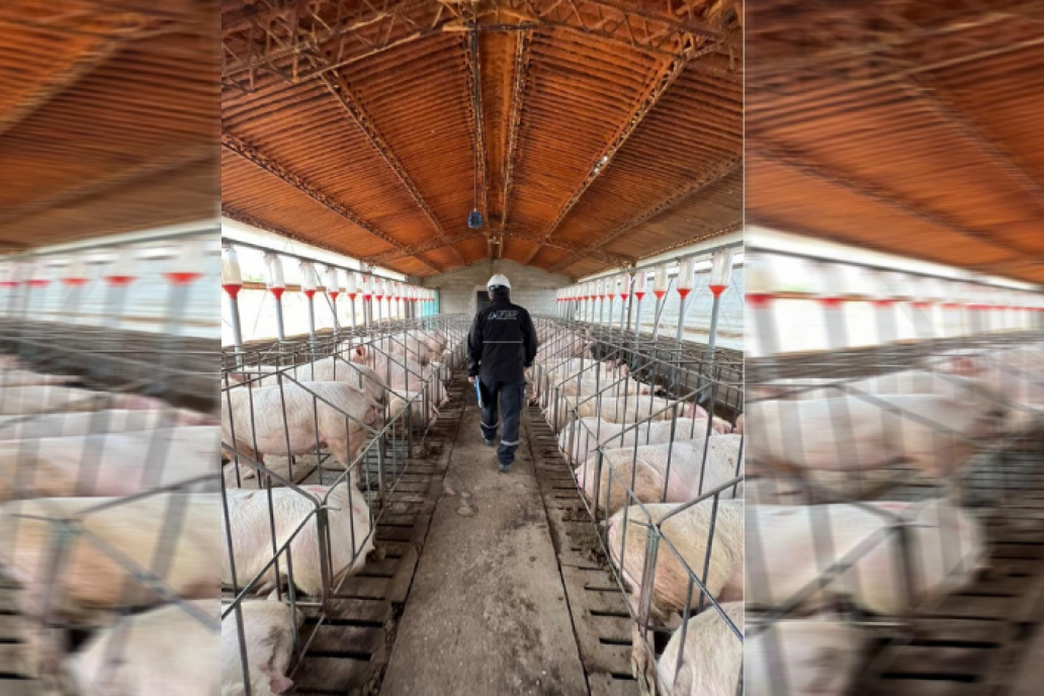 Los granos estaban destinados a dar de comer a animales engordados a corral.