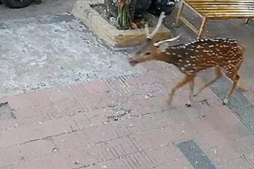 Un ciervo apareció corriendo en plena ciudad y causó asombro entre los cordobeses