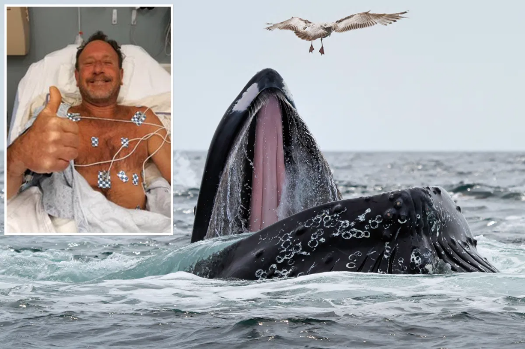 Increíble: una ballena se tragó a un hombre y luego lo escupió