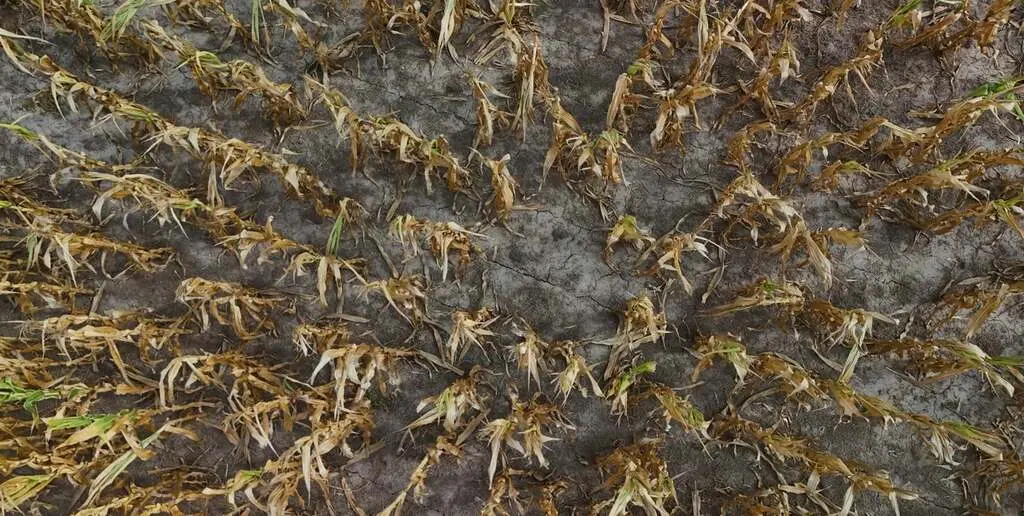 La Sociedad Rural de Rosario volvió a encender la alarma por la falta de lluvias.