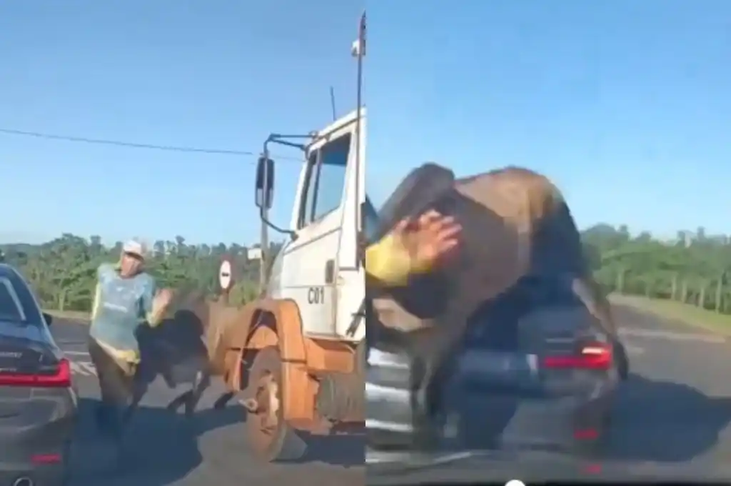 Insólito: un toro suelto atacó a un peatón y destrozó un auto en Brasil