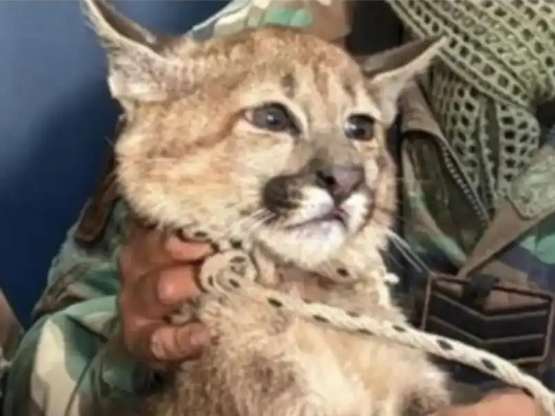 Un joven tenía como mascota a un puma cachorro y lo entregó tras una denuncia anónima