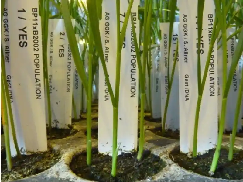 Mejorar la fertilidad de la espiga de trigo podría aumentar la productividad hasta un 5%