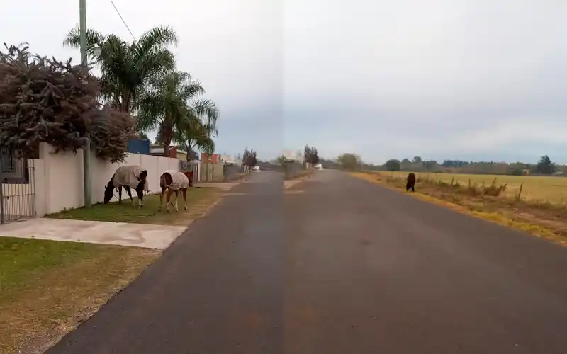 Caballos sueltos en Benefactoras y Dávila: “Todos los días lo mismo”
