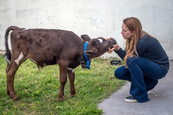 Una proteccionista pagó 80 mil pesos para rescatar a un ternero que se vendía para comer en Navidad