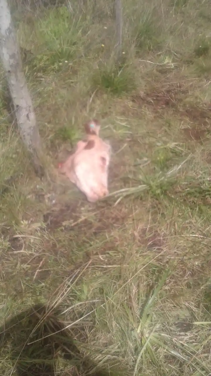 Ingresan a un campo, carnean dos novillos y abandonan un caballo que habían robado