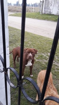 Vecinos de Argerich al 1100 están aterrorizados por un pitbull suelto