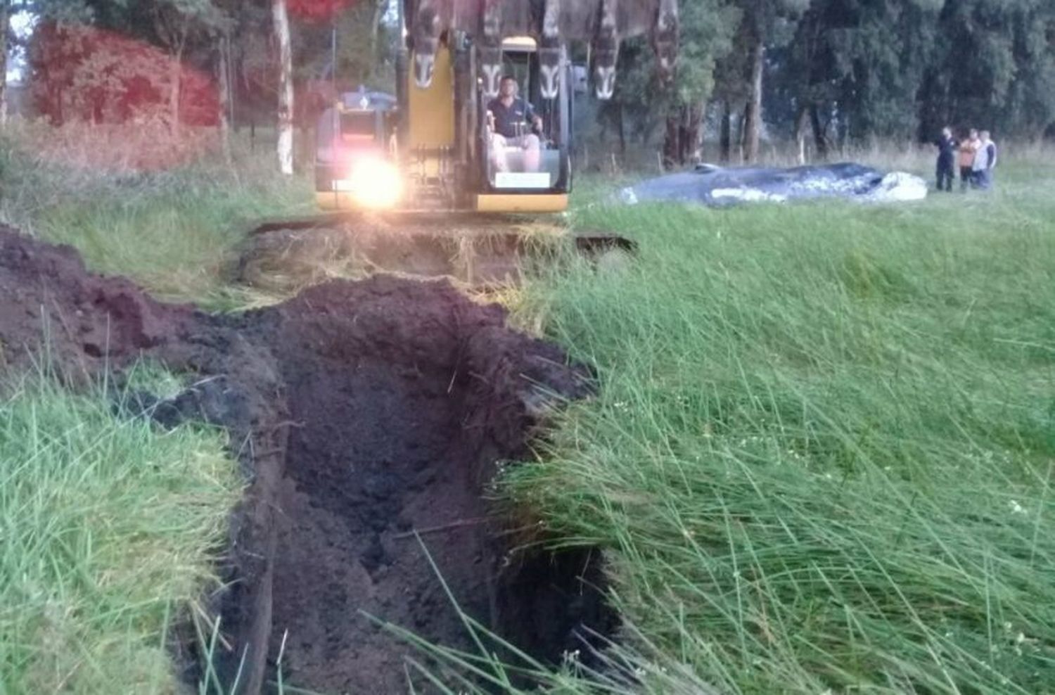 La ballena fue enterrada en cercanías del Monte Terrabusi