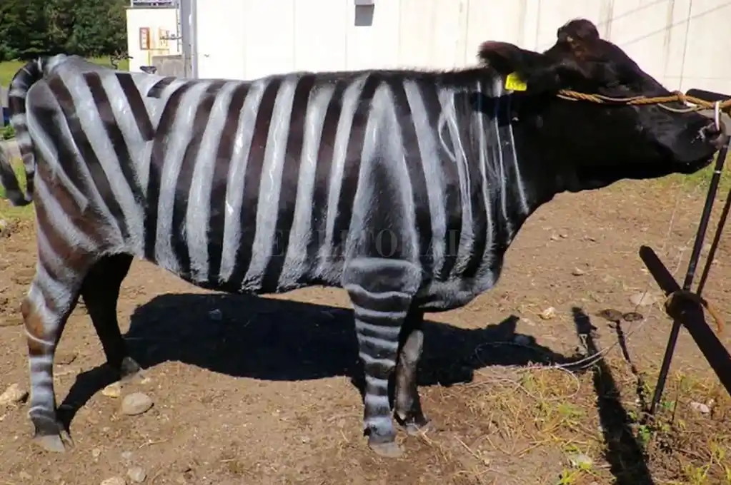 Pintar rayas de cebra en las vacas disminuye las picaduras de moscas