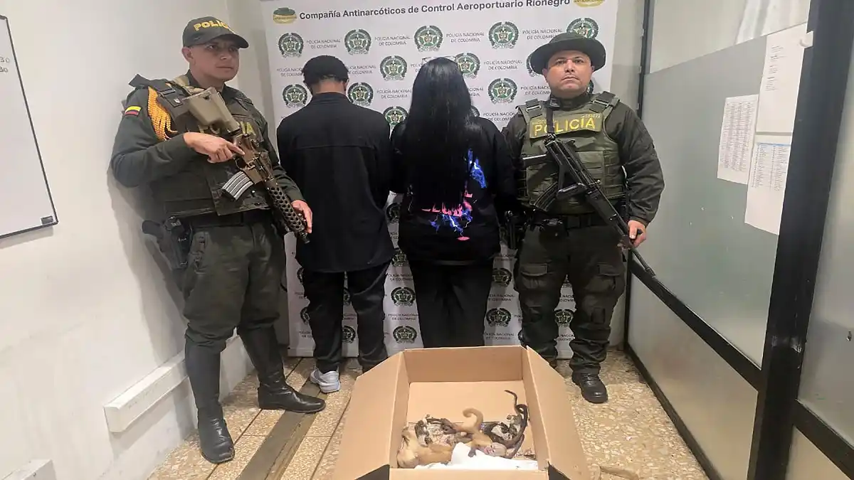 Detenidos traficantes de animales en COLOMBIA: tenían a los monitos sedados y ocultos en sus partes íntimas