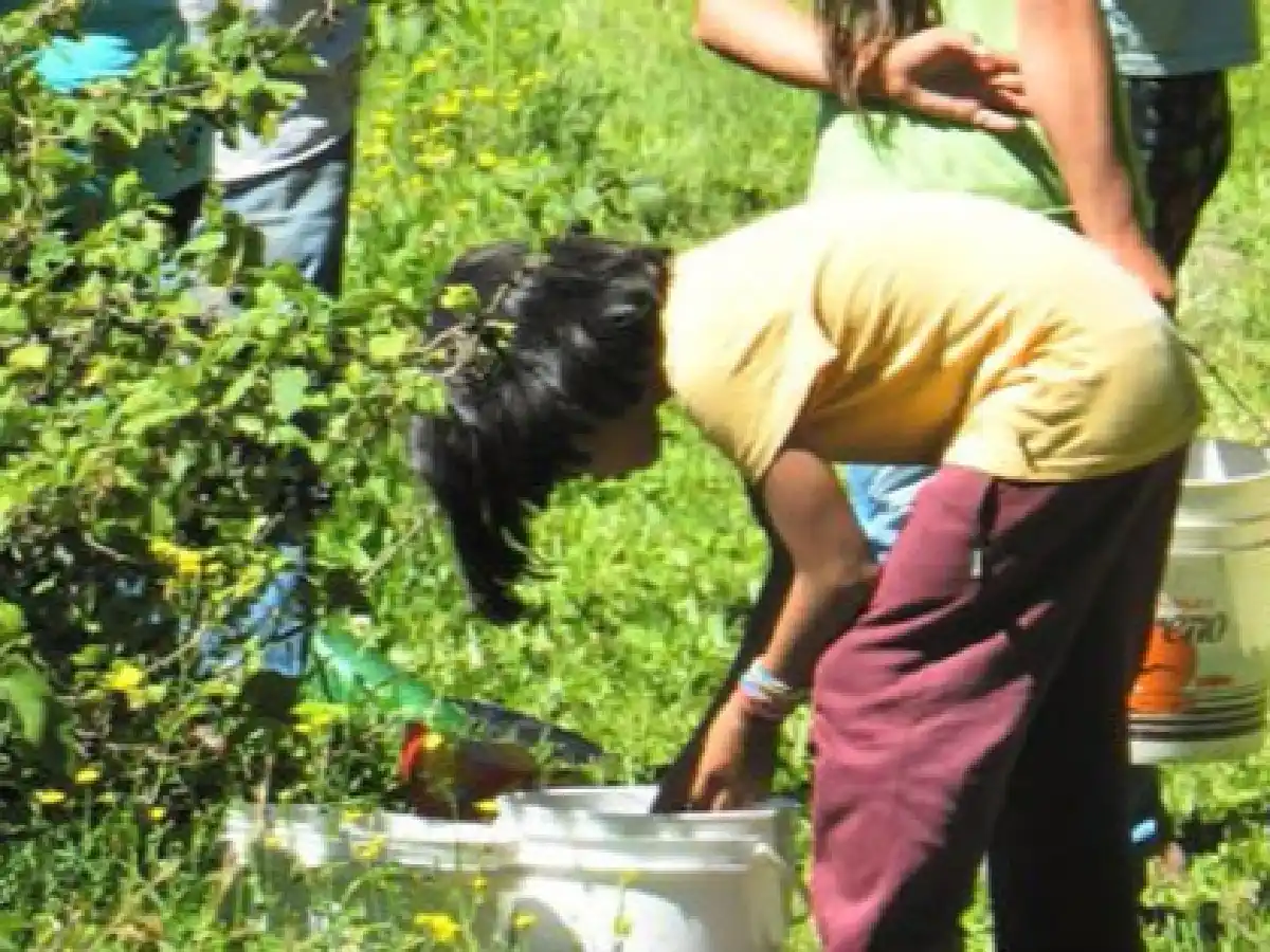 Denuncian trabajo infantil y precario en un campo de arándanos de Santa Fe