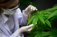 Epilepsia refractaria: nuevo estudio comprueba beneficios de tratamiento con cannabis medicinal