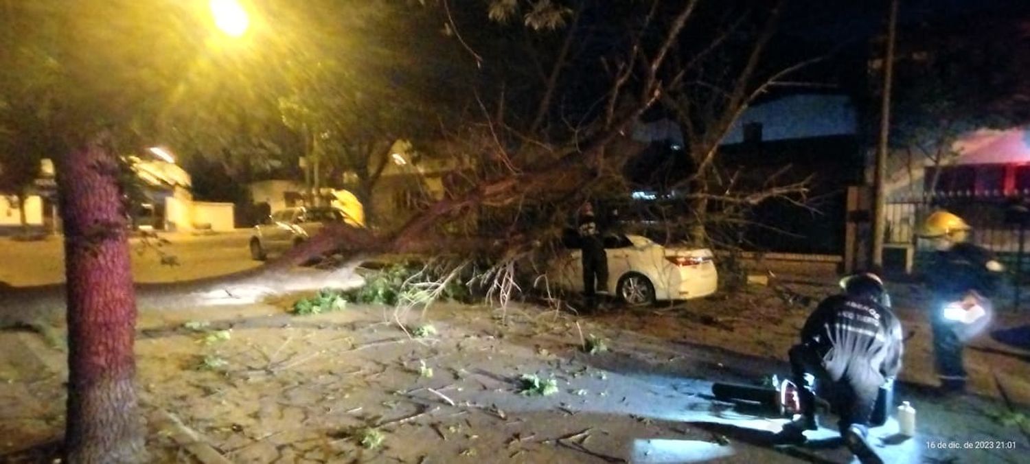 El árbol de gran porte quedó atravesado en calle Azcuénaga.