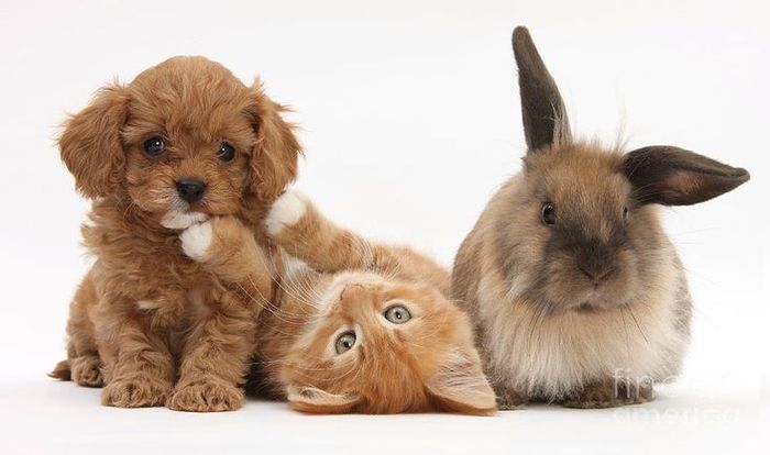 Animales: sorteo de mascotas