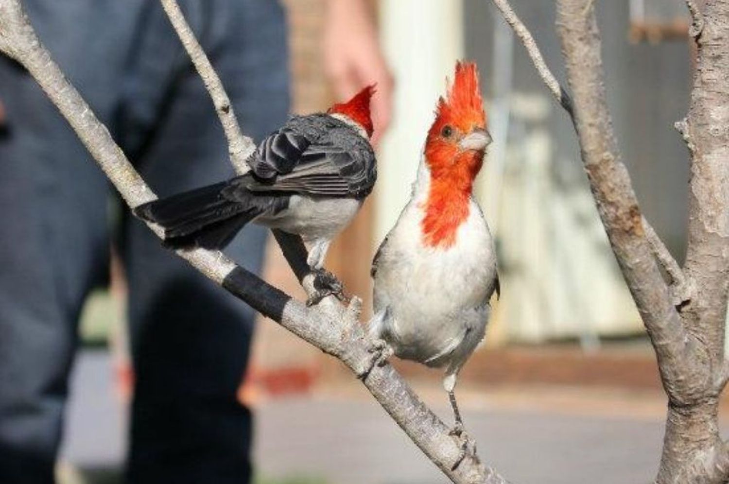 El Ministerio de Ambiente liberó aves autóctonas