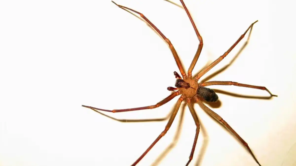 Bahía Blanca: la mordió una araña y terminó internada en el hospital
