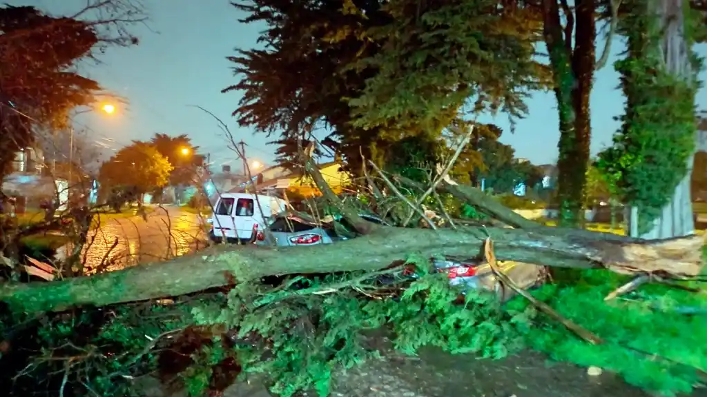 Fuerte temporal en Mar del Plata: caída de árboles, voladuras de techos y calles anegadas