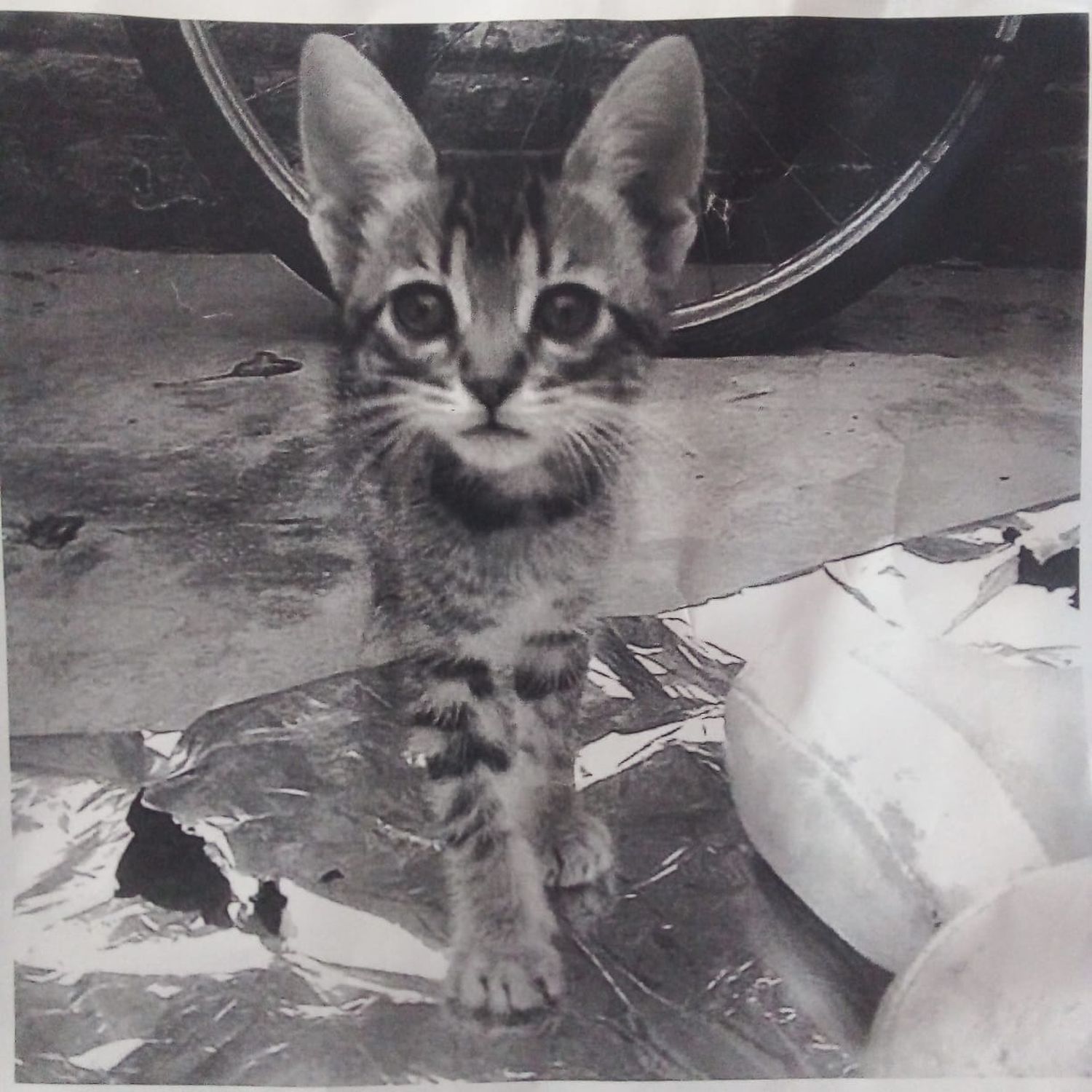 Buscan a esta gatita