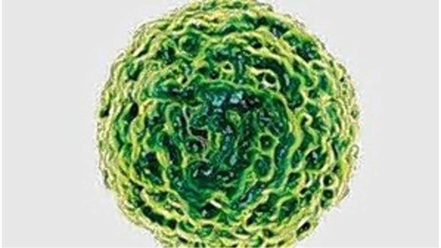 Norovirus y el brote que preocupa en China