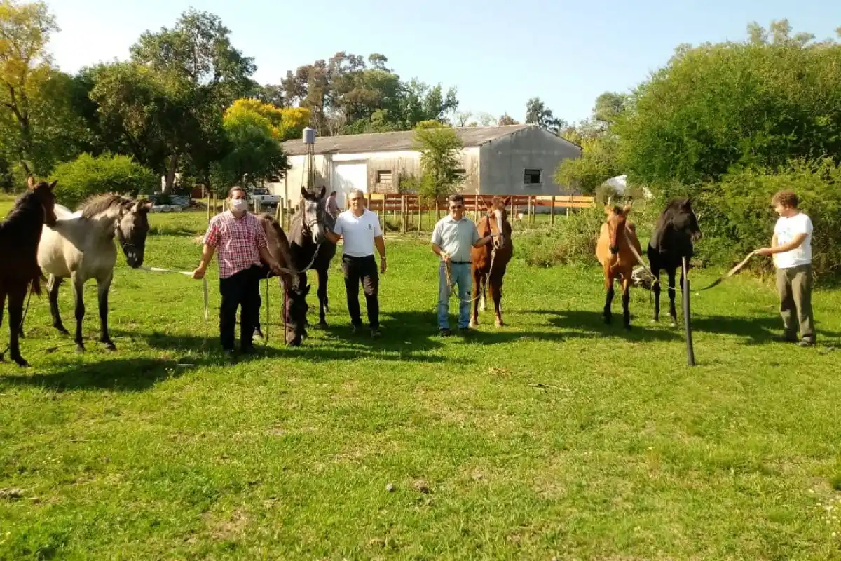 Retiraron seis caballos sueltos de la ciudad y los trasladaron a una reserva