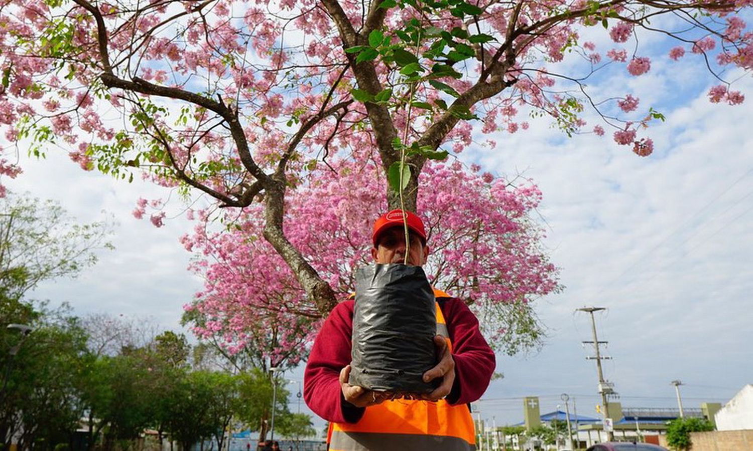 El Municipio hará entrega de plantines para celebrar el día Nacional de Conservación del Suelo