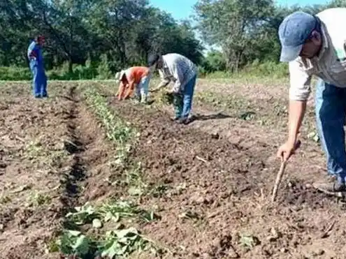 El CEDEVA brinda asistencia técnica para fortalecer
el cultivo de batata en comunidades originarias