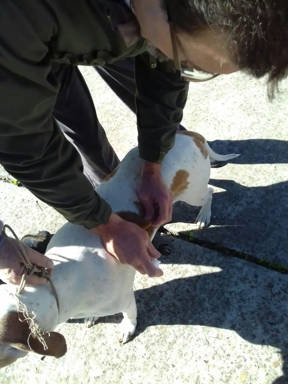 Vacunación antirrábica: Las mascotas deben vacunarse cada año