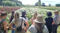 Un parque de peonías en El Gallo, belleza y empuje para exportar flores y atraer visitantes