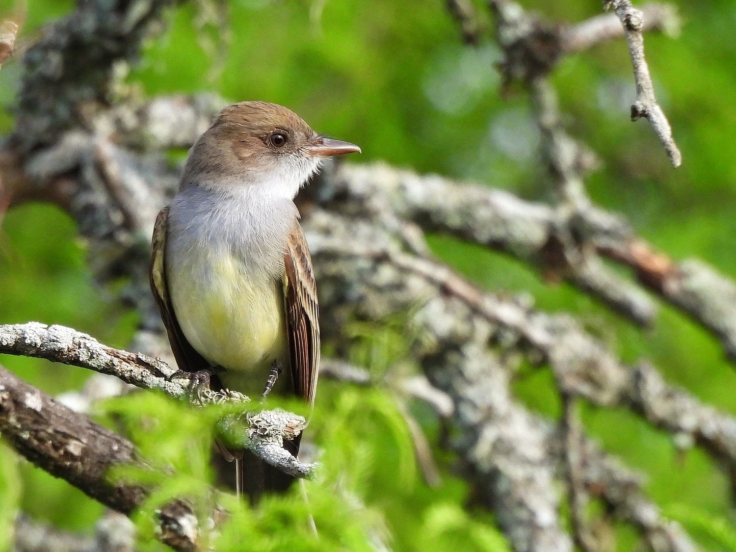 aves ceydas - 4