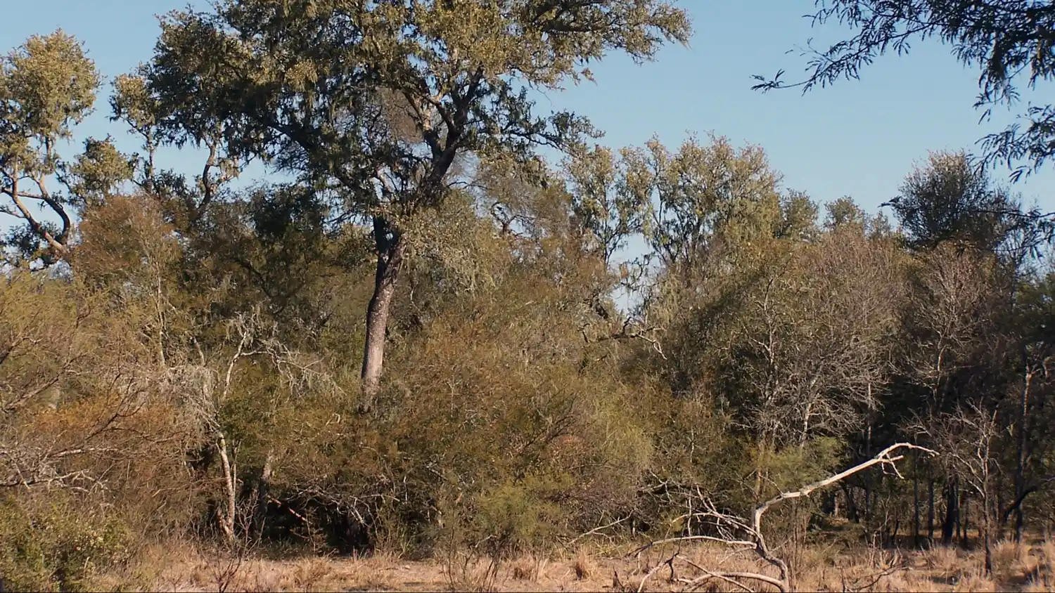 Asistencia a productores para el aprovechamiento sustentable de bosques nativos
