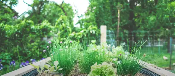 Huerta hogareña: una guía para aprovechar la estación más fértil del año