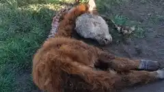 Preocupación en Larroque por ataques de jaurías a terneros y ovejas