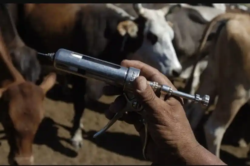 La vacuna contra la fiebre aftosa en el centro de la escena nacional